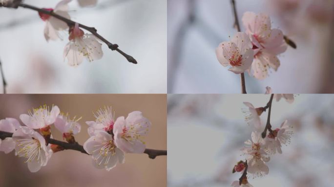 春天杏花特写，蜜蜂采蜜