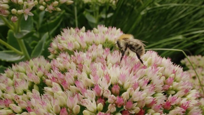 在夏日的阳光明媚的日子里，蜜蜂在公园花园里的石竹花上寻找花蜜。野外的宏观昆虫镜头