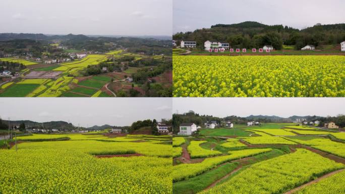 广安浓溪油菜花