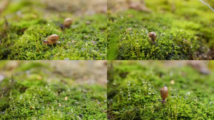 青苔 苔藓 微景观 苔衣 地衣 微观植物