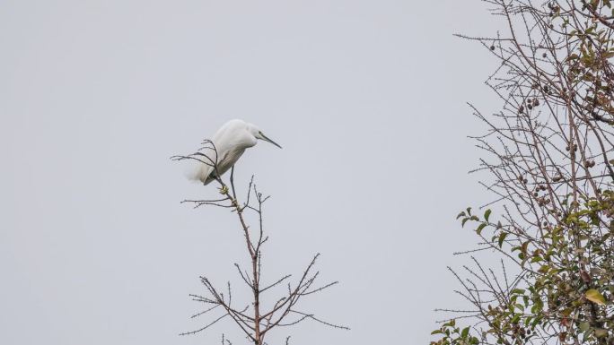 白鹭在树上休息宣传片实拍视频素材