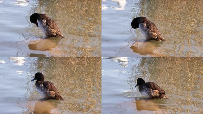 鸭子跳水和在水中重铺水面