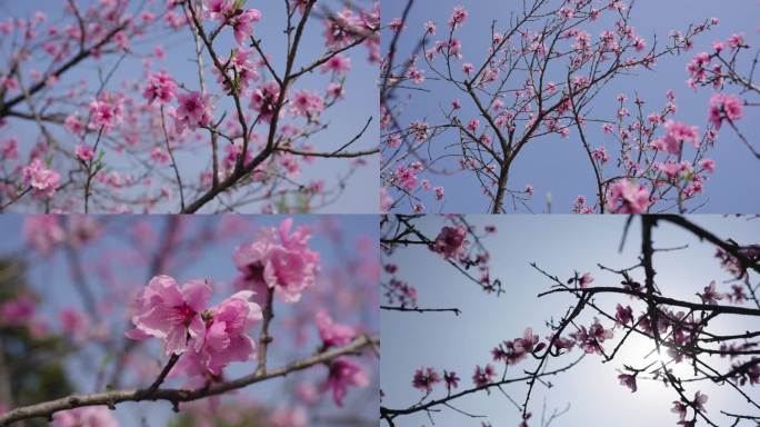 立春 初春春暖花开 樱花 春天