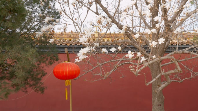 北京长安街中南海红墙玉兰花
