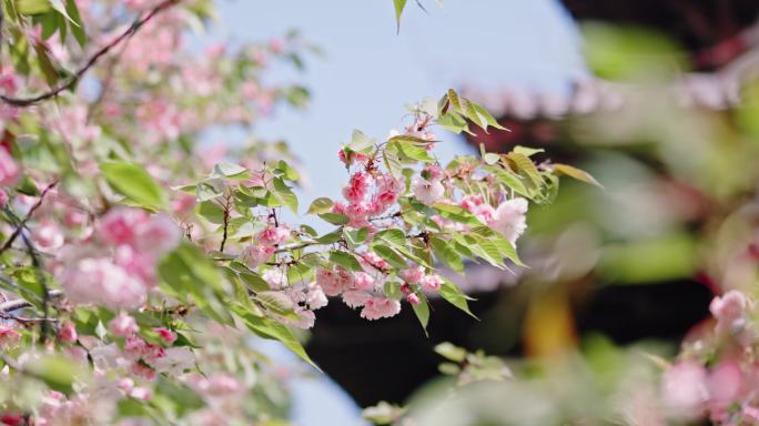 西安青龙寺樱花