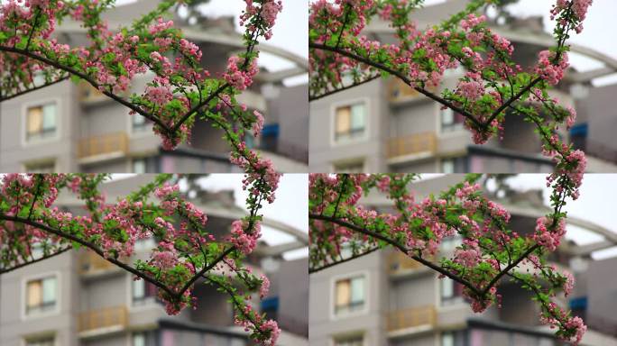 春风中摇摆的垂丝海棠实拍素材
