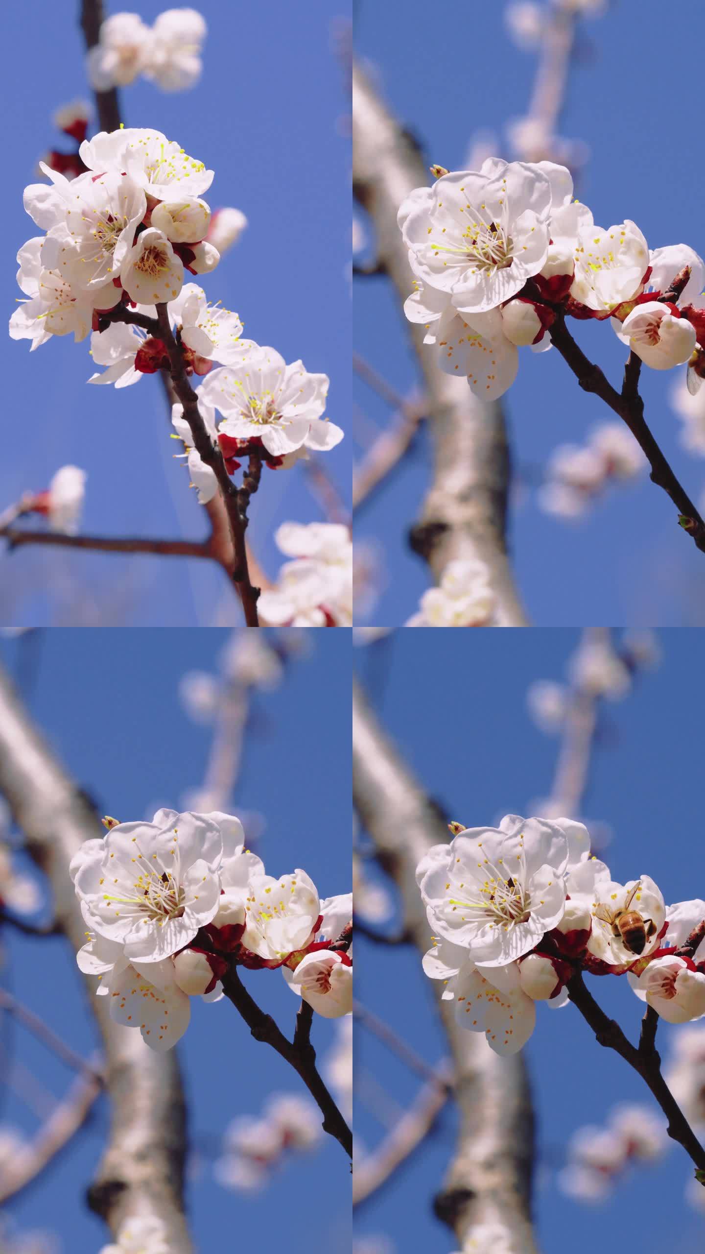 春天唯美花朵 杏花 蜜蜂 竖版