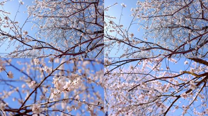 桃花盛开，桃花朵朵，万物复苏