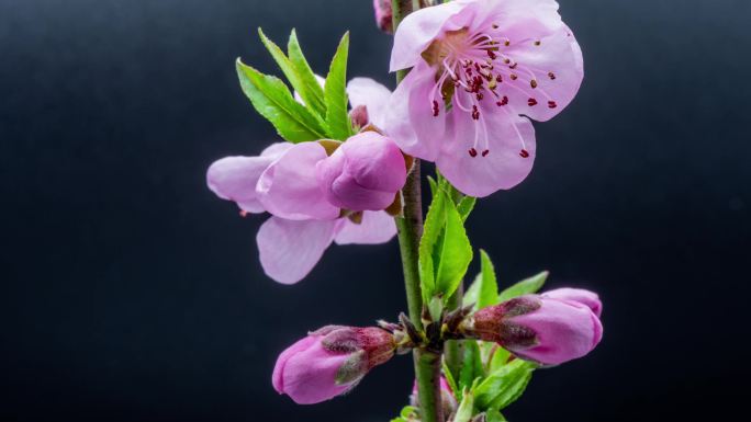 春天桃花盛开延时