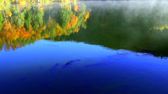 木户池塘和游鱼在秋天与秋叶和蓝天长野