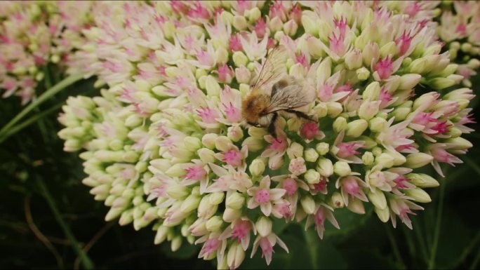 广角在夏日阳光明媚的日子里，一只蜜蜂在公园花园里的石竹花上寻找花蜜。宏观昆虫影像