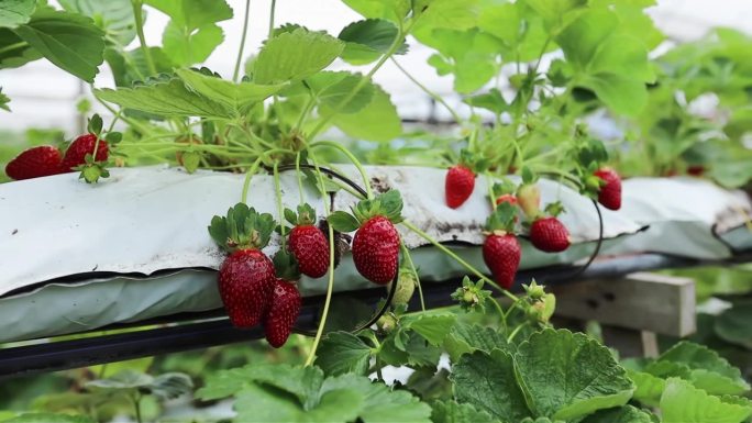 草莓农场，草莓在温室里生长