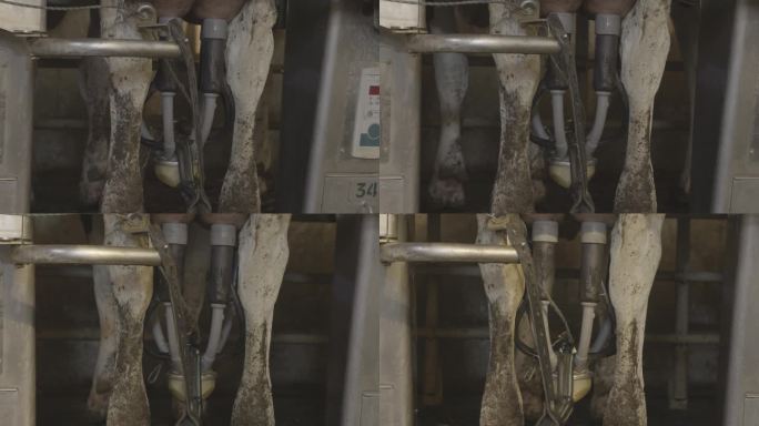 现代化的畜牧业奶牛生产现场实景拍摄