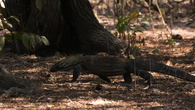 年幼的科莫多龙(Varanus komodoensis)在印度尼西亚的林加岛行走