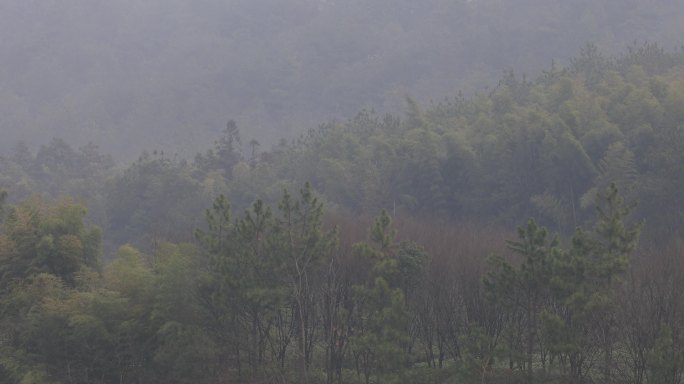 唯美云雾缭绕的山间竹林