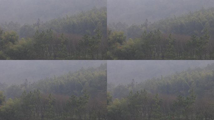 唯美云雾缭绕的山间竹林