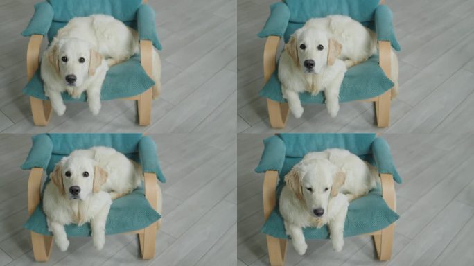 金毛猎犬在椅子上休息。俯视图