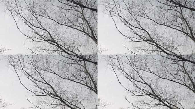 冬天枯树 情绪镜头