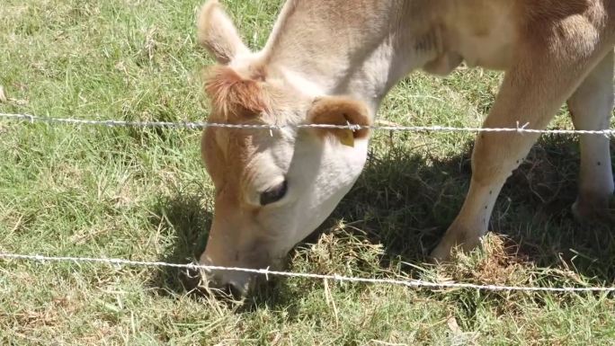 浅棕色的牛在光秃秃的铁丝后面吃草