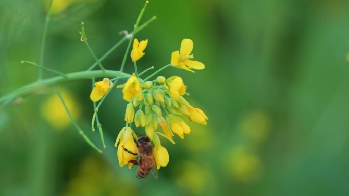 近距离捕捉大自然之美，一只嗡嗡作响的蜜蜂正忙着为油菜籽植物鲜艳的金黄色花朵授粉，花朵在夏日的微风中摇