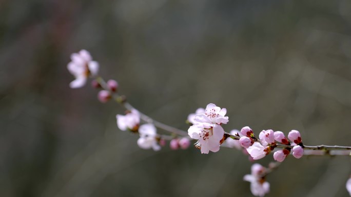 桃花盛开的地方，桃花朵朵含苞待放