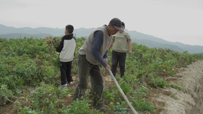 娄烦土豆 收土豆-4