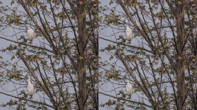 白鹭在树上休息宣传片实拍视频素材