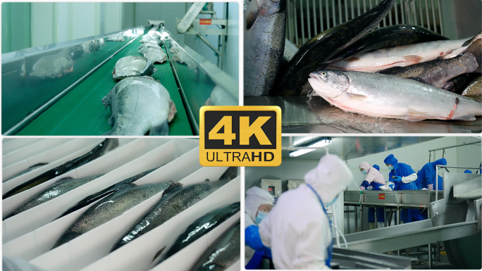 4K三文鱼加工厂 鱼生产流水线-0010