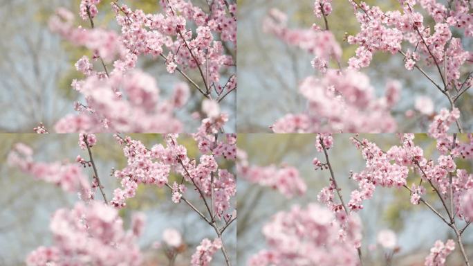 春天春暖花开桃花樱花空镜