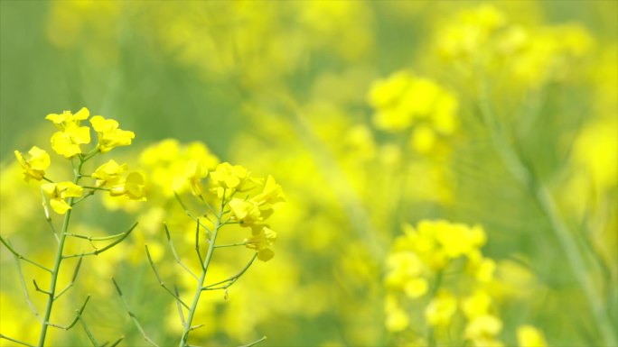 油菜花田油菜花花蕊特写苦苣菜特写C026