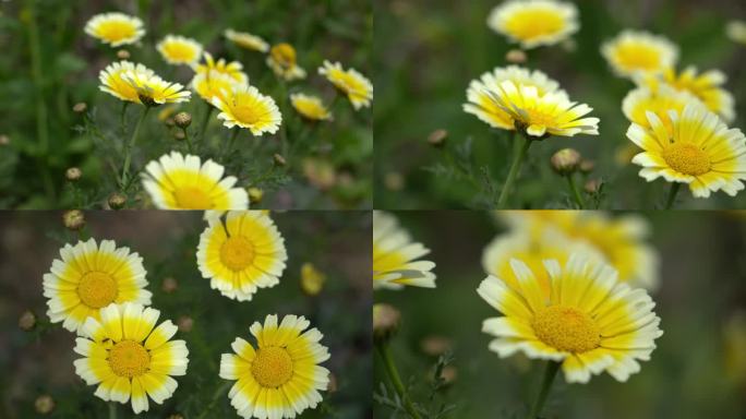 茼蒿、菊花菜 合集