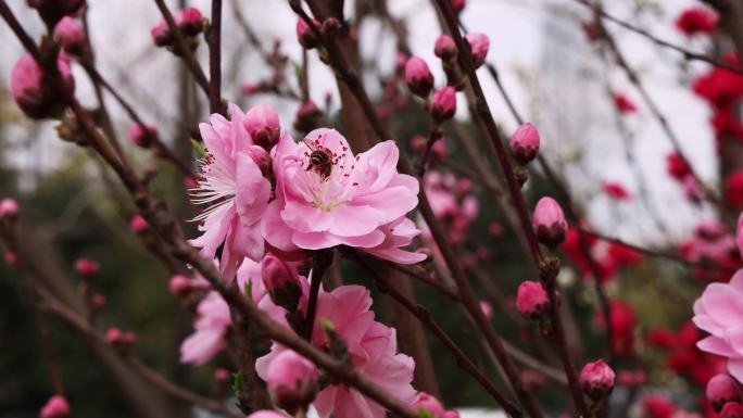 蜜蜂采蜜桃花盛开高清素材