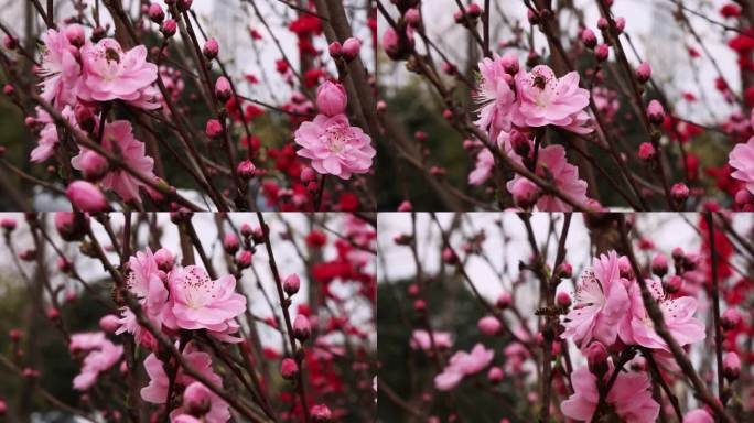 蜜蜂采蜜桃花盛开高清素材