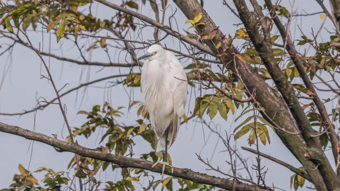 白鹭在树上休息梳理自然世界大型鸟类