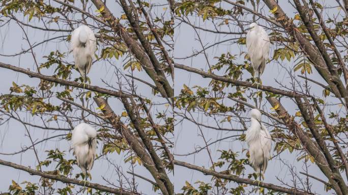白鹭在树上休息梳理自然世界大型鸟类
