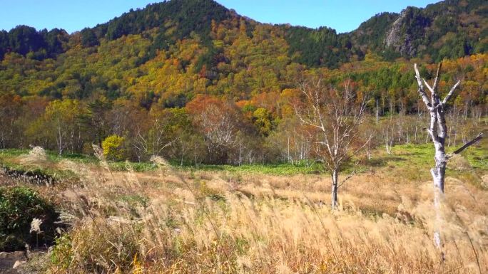 长野县滋贺县田原湿地徒步小径上的秋叶