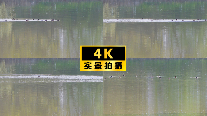 湖泊欢歌，一群潜鸭湖泊上游动
