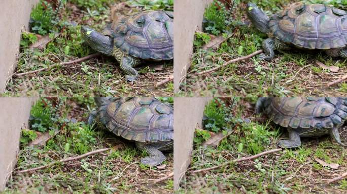 一只乌龟慢慢地转动身体，开始走路