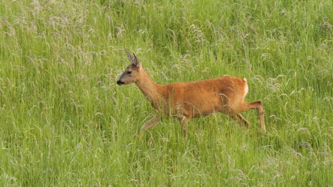 一只鹿正穿过一片茂密的草地。这是一个宁静祥和的场景，鹿在草丛中穿行，没有受到任何干扰