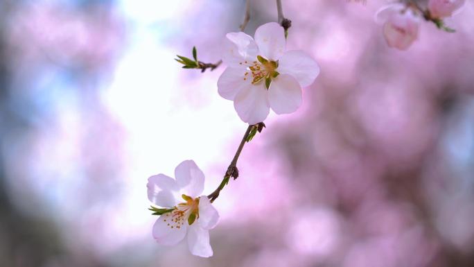 【40组实拍】春暖花开桃花春天花朵开花