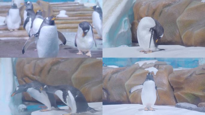 企鹅  戏水 交流