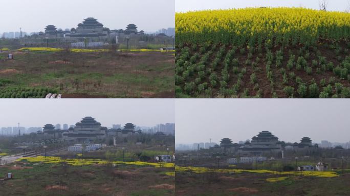 兴汉胜境油菜花