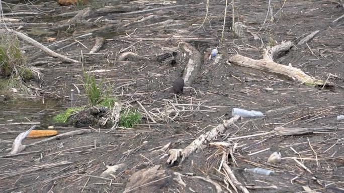 美洲水貂不用接触水就能前进，因为西班牙河的洪水积累了木头