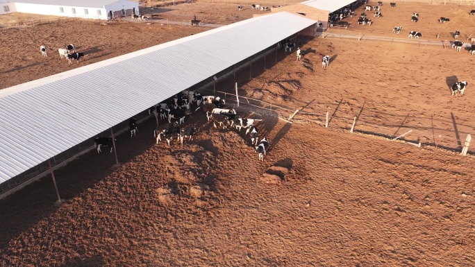 牛棚 牛场 养殖 奶牛