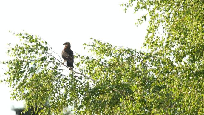 小斑鹰在爱沙尼亚的一个夏夜的树枝上移动