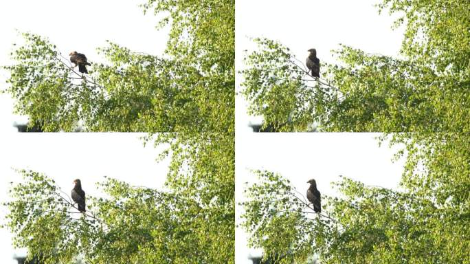 小斑鹰在爱沙尼亚的一个夏夜的树枝上移动