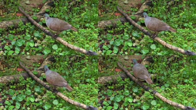 苏拉威西地鸽，加利科伦巴三柱斑鸠栖息在一根掉落的树枝上，慢慢地走过去，近距离拍摄。
