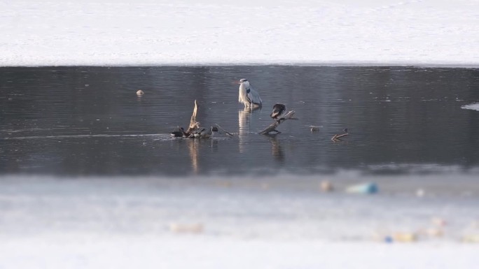 在解冻地区的冰中间的冬季湖泊或池塘里的鸟。在一个晴朗的日子里，灰鹭和小鸬鹚在晒太阳