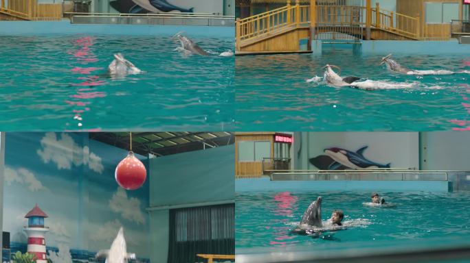 4K海洋馆海豚表演