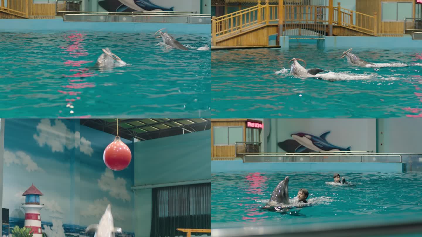 4K海洋馆海豚表演